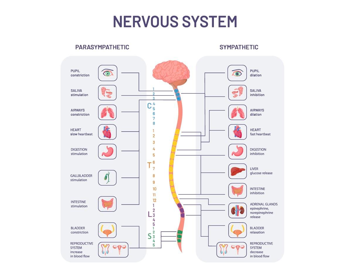 sympathetic system