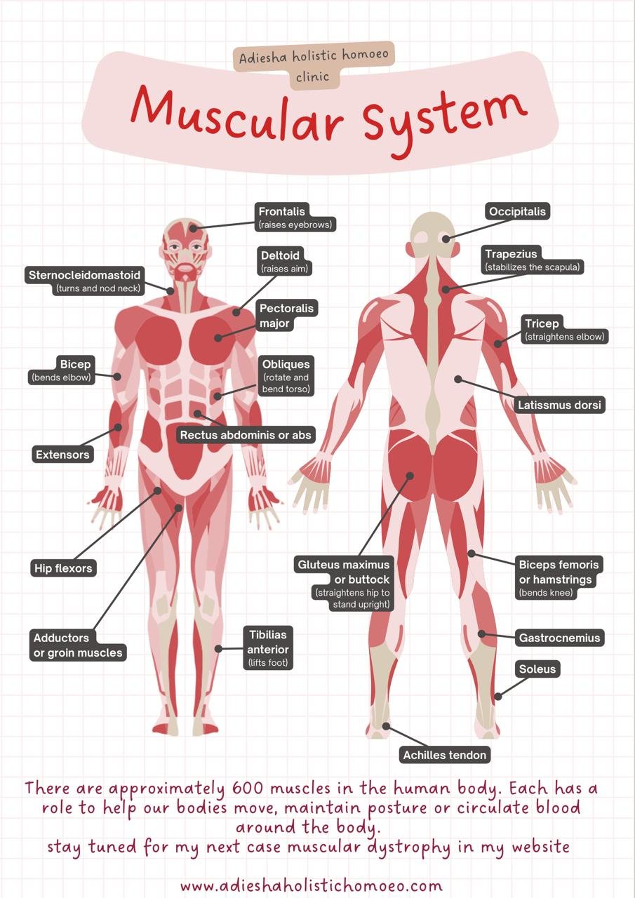 Muscular System